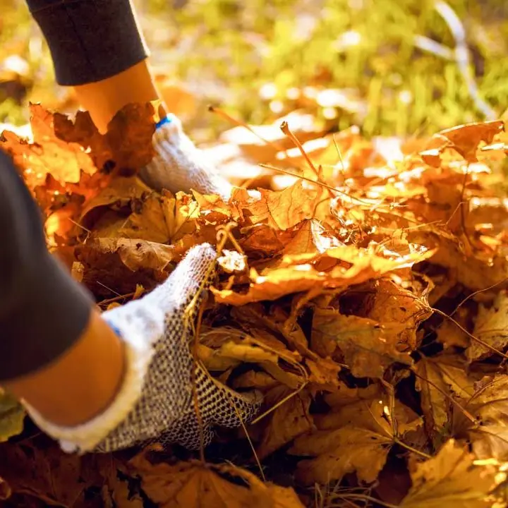 Leaf removal basics
