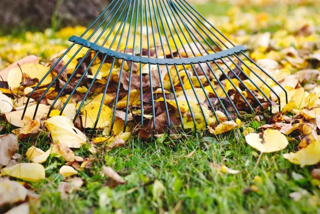 Leaf removal services