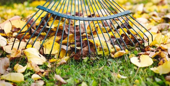 Leaf Removal Services