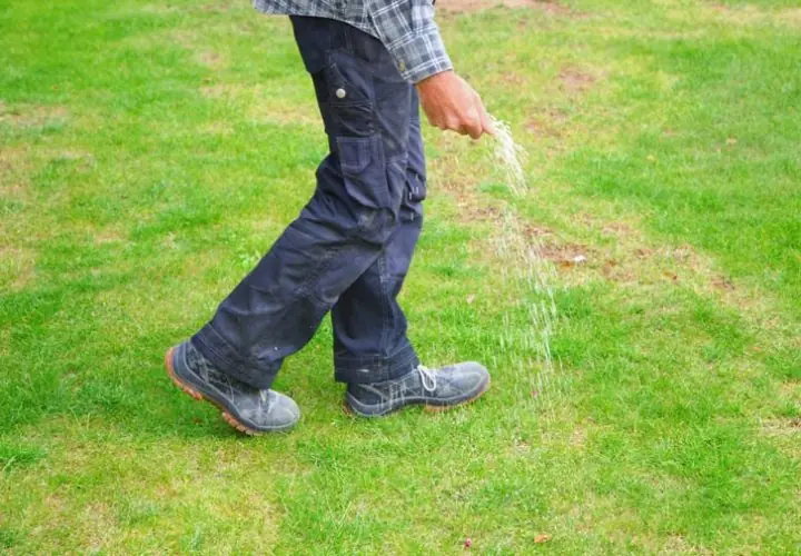 Lawn Seeding