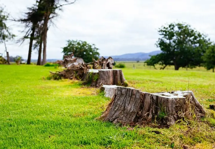 When to remove a tree