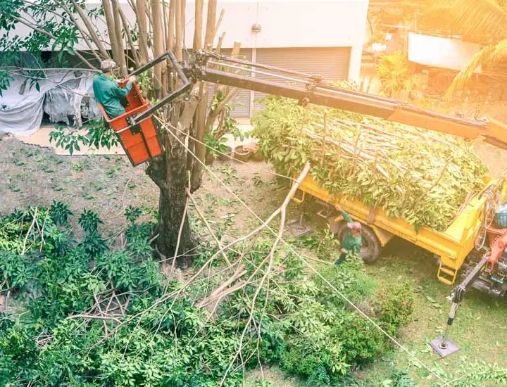 Tree preservation