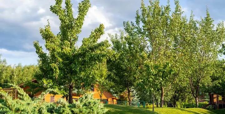 Tree Services