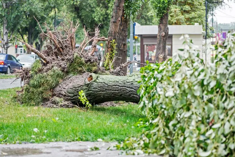 Tree care services